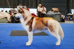 Shelby CACIB Brno 25.01.2026